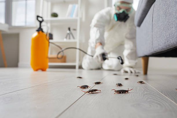Trusted Rodent Control service in Stirling, NJ - Nex Pest Control